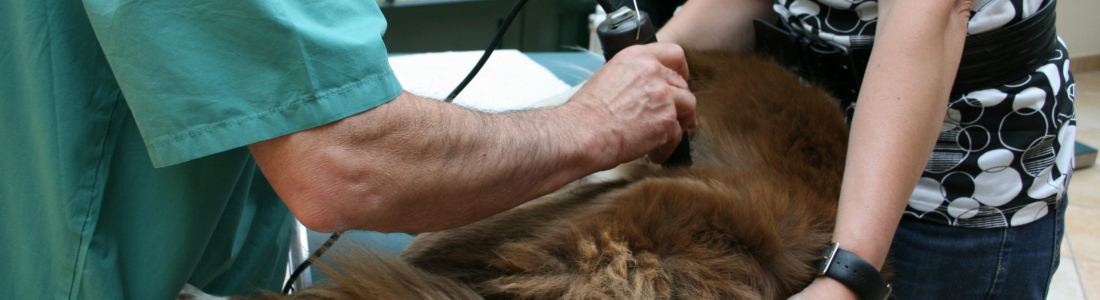 Types Of Cysts On Dogs