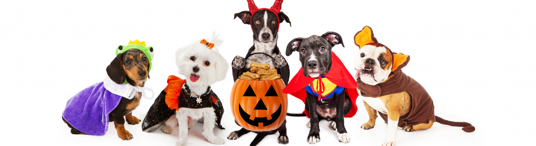 Halloween Risks – How to Keep Your Pet Safe this Holiday