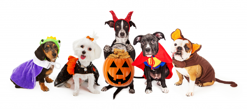 Halloween Risks – How to Keep Your Pet Safe this Holiday