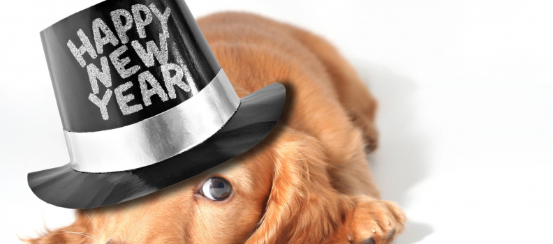 New Year Resolutions for Better Pet Ownership!