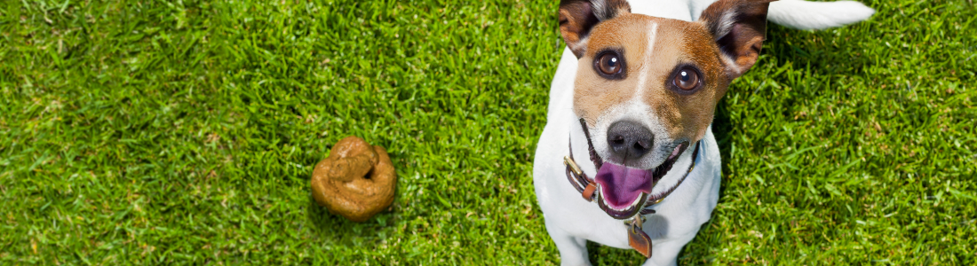 Why Do Dogs Roll in Poop?!