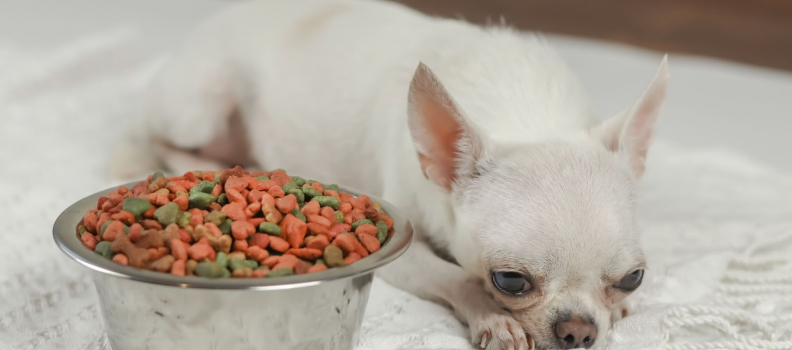 Help! My Dog Is a Picky Eater! Tips and Tricks for When Your Dog Won’t Eat