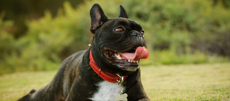 What is Heat Exhaustion in Pets and How to Prevent it