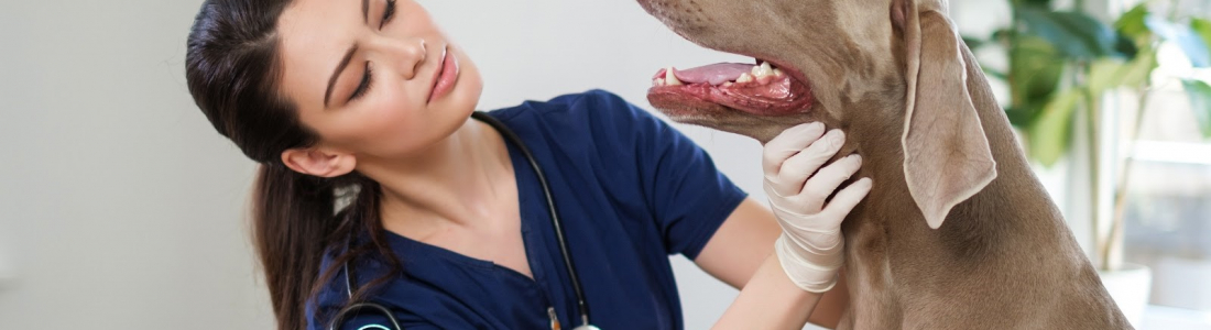 Common Dog Illnesses: Kennel Cough