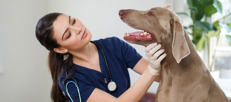 Keeping Your Pets Happy and Healthy – Routine Checkups