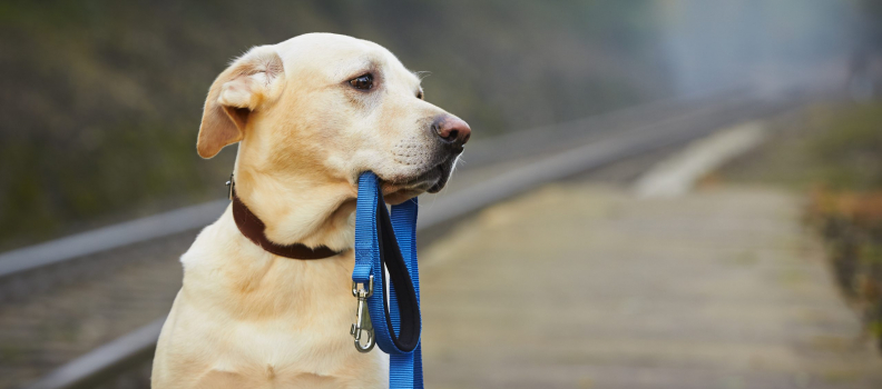 Find a Lost Pet? Here’s What to Do