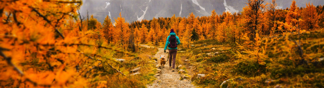 Hiking with Dogs: Everything You Need to Know