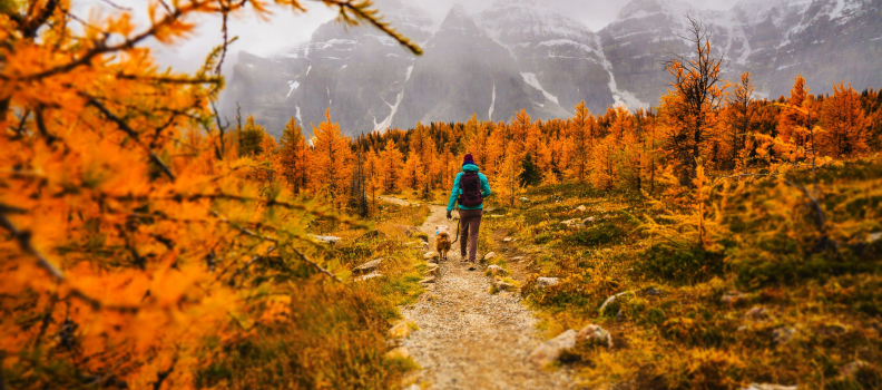 Hiking with Dogs: Everything You Need to Know