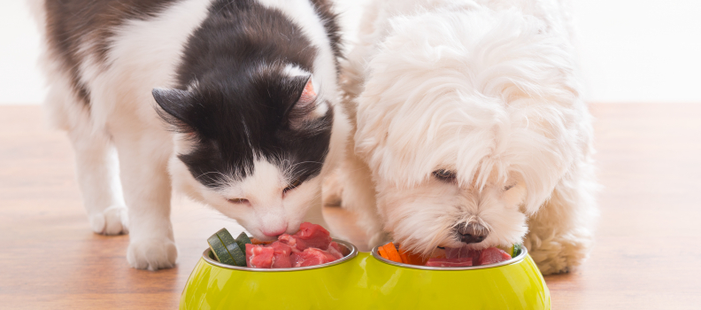 Pet Food Nutrition and More