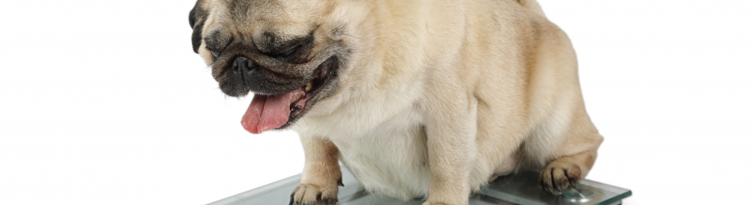 Combating Pet Obesity – Keeping Your Pets a Healthy Weight