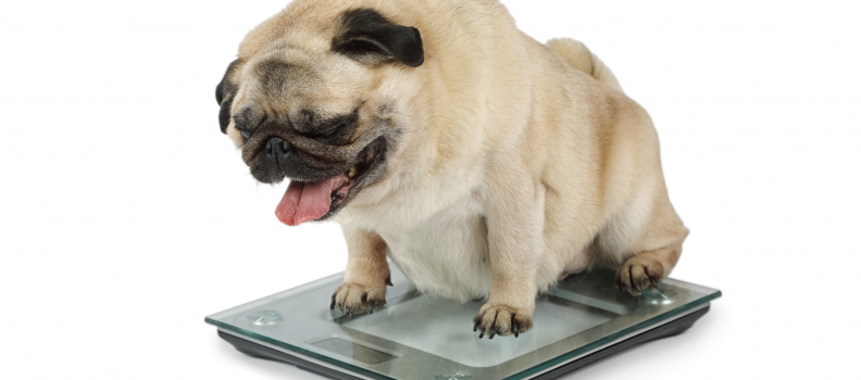 Combating Pet Obesity – Keeping Your Pets a Healthy Weight