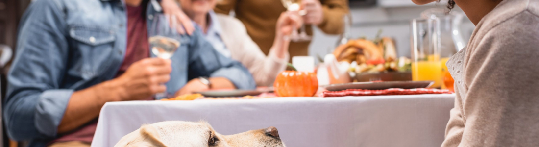 Thanksgiving Mishaps: Common Pet Emergencies and How to Handle Them