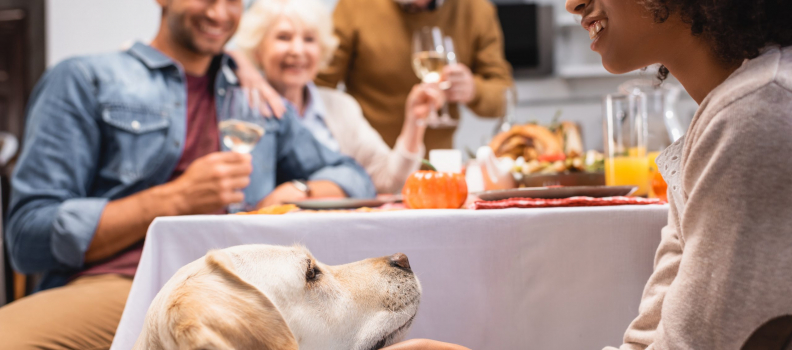 Thanksgiving Mishaps: Common Pet Emergencies and How to Handle Them