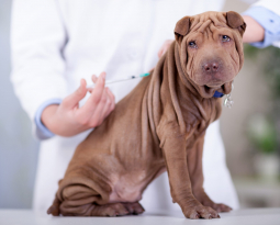 Vaccinations for Pets: What’s Necessary and What’s Optional?