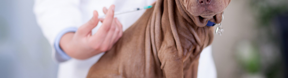 Understanding Pet Vaccinations: What Your Pet Needs and When