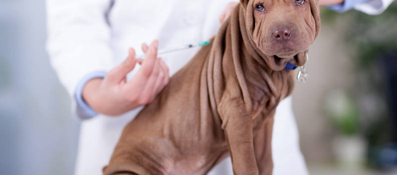 Understanding Pet Vaccinations: What Your Pet Needs and When