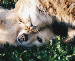 Spay and Neuter Benefits: Why It’s the Best Choice for Your Pet