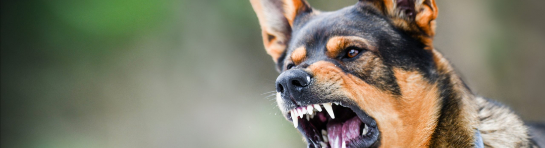 How to Prevent Rabies in Dogs