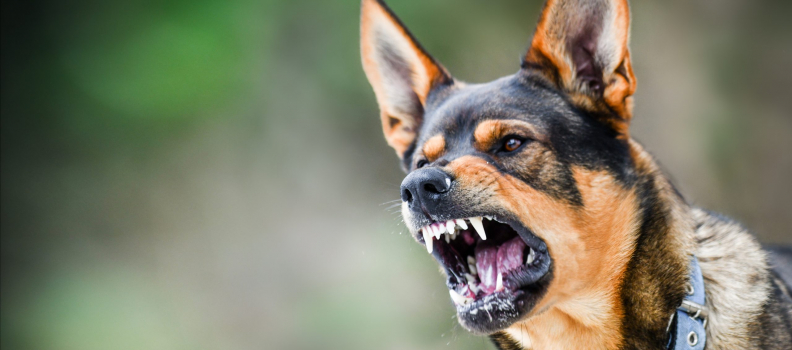 How to Prevent Rabies in Dogs