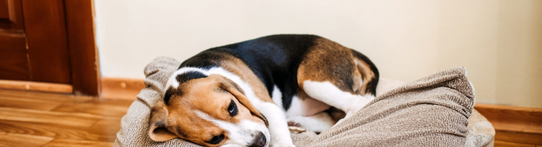 When to Worry: Common Reasons Why Your Dog’s Throwing Up