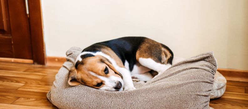 When to Worry: Common Reasons Why Your Dog’s Throwing Up