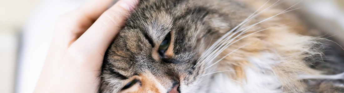 Common Cat Illness Symptoms