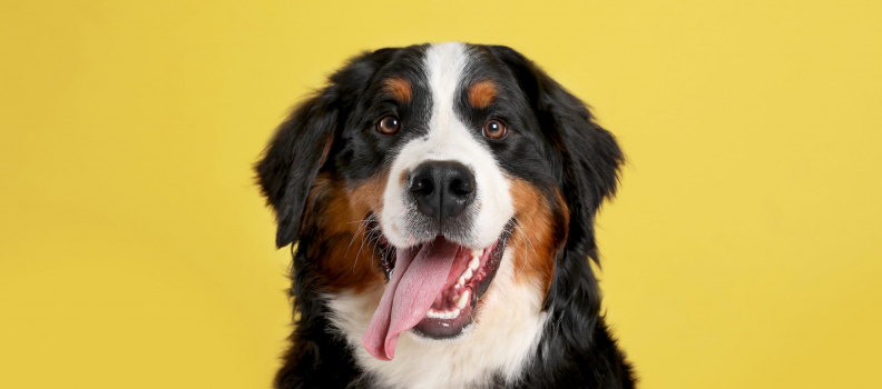 Understanding Dog Behavior