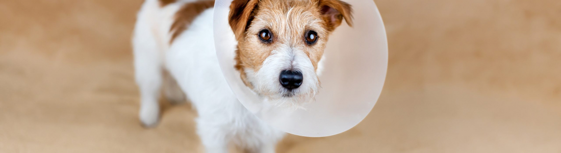 The Benefits of Spaying and Neutering Your Pet: A Vet’s Perspective