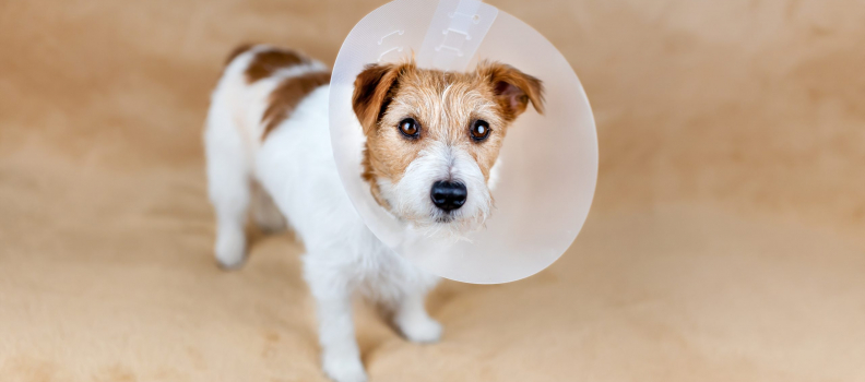 The Benefits of Spaying and Neutering Your Pet: A Vet’s Perspective