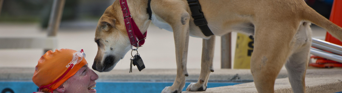 Service Dog Training: What Does it Take?