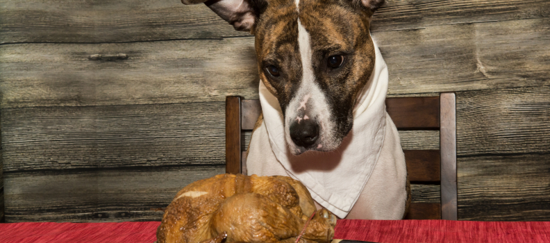 Thanksgiving Travel Tips: How to Ensure a Stress-Free Holiday for Your Pets