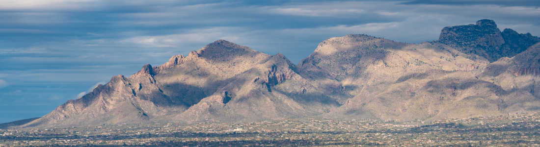 Keeping Your Pets Safe in the Sonoran Desert