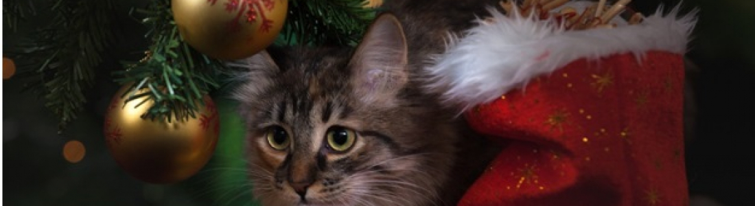 Frequently Asked Vet Questions: Holiday Pet Dangers