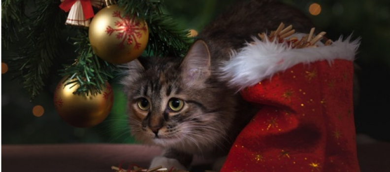 Holiday Dangers to Avoid with Your Pet